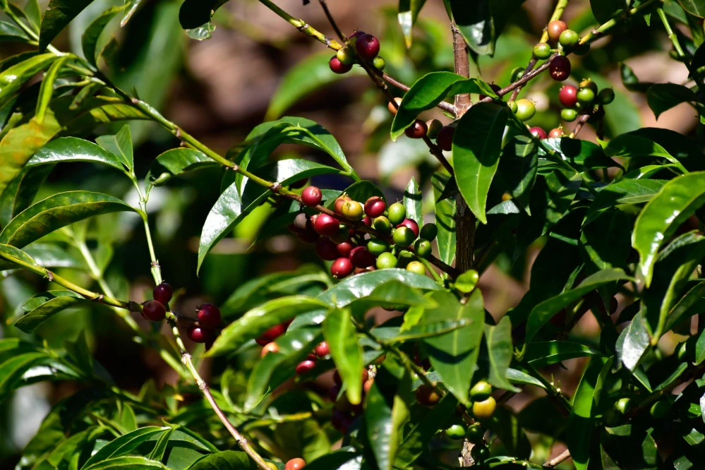 Ethiopia Daniso Horiso 200g