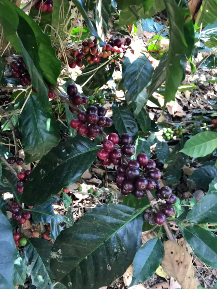 Honduras Cerro Azul 200g