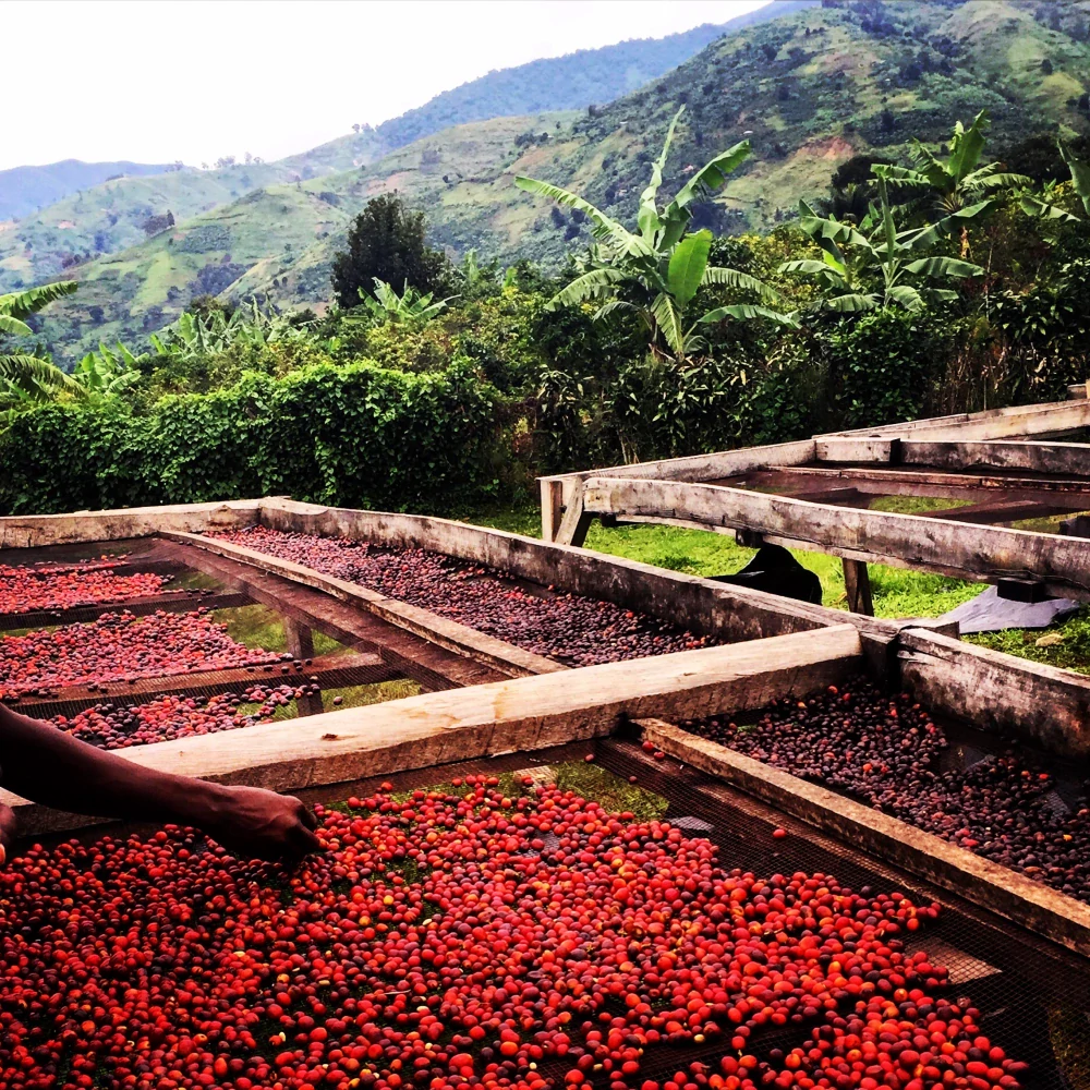 Uganda Coffee Yard 200g