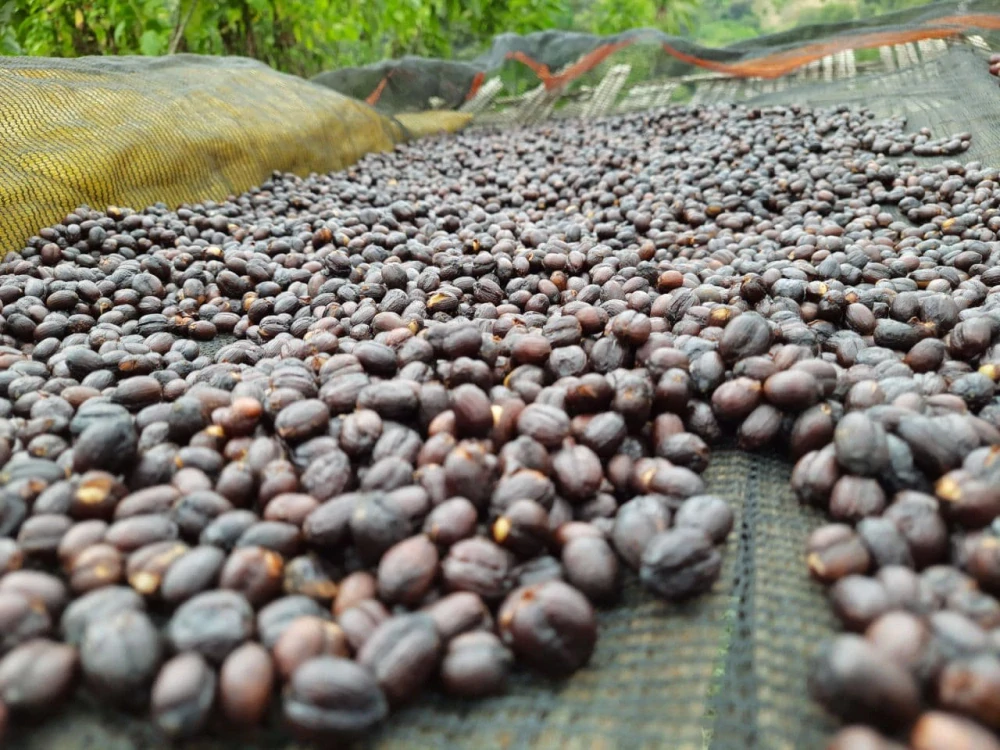 Ethiopia Daniso Horiso 200g