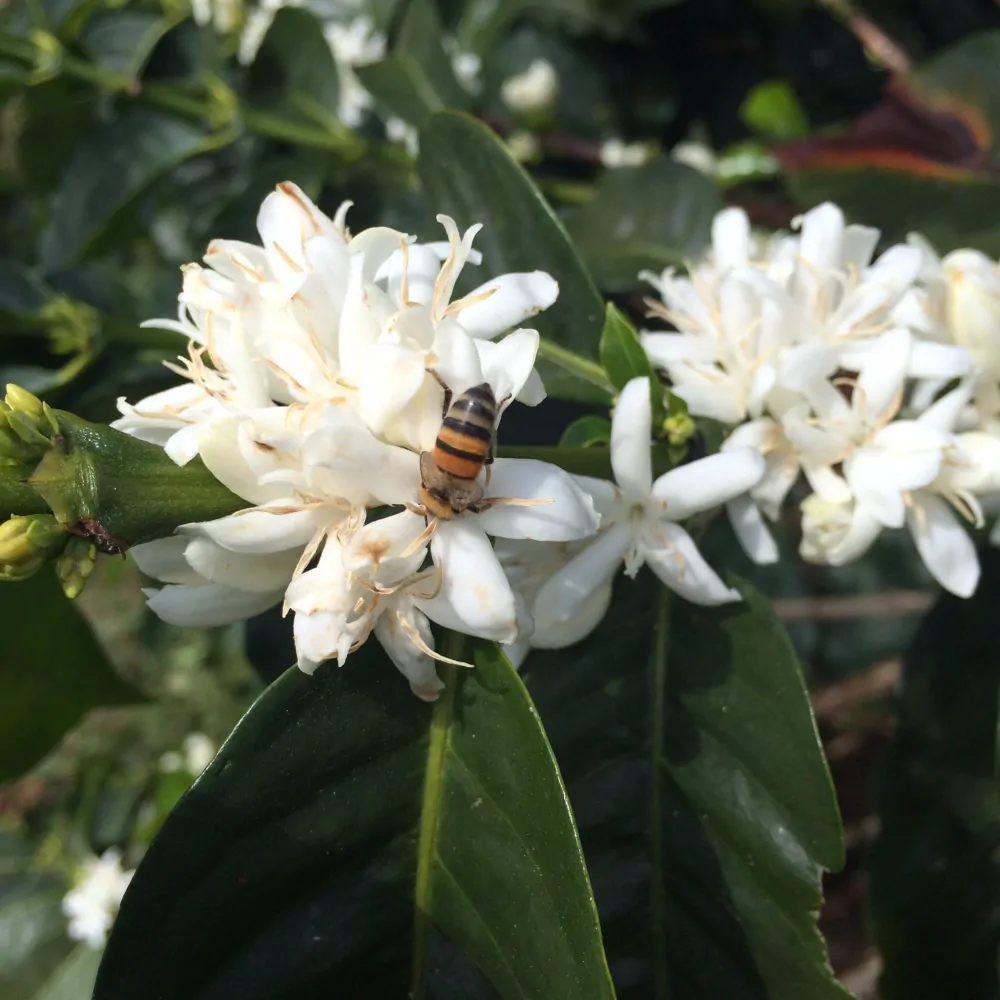 Columbia DECAF Tumbaga 200g