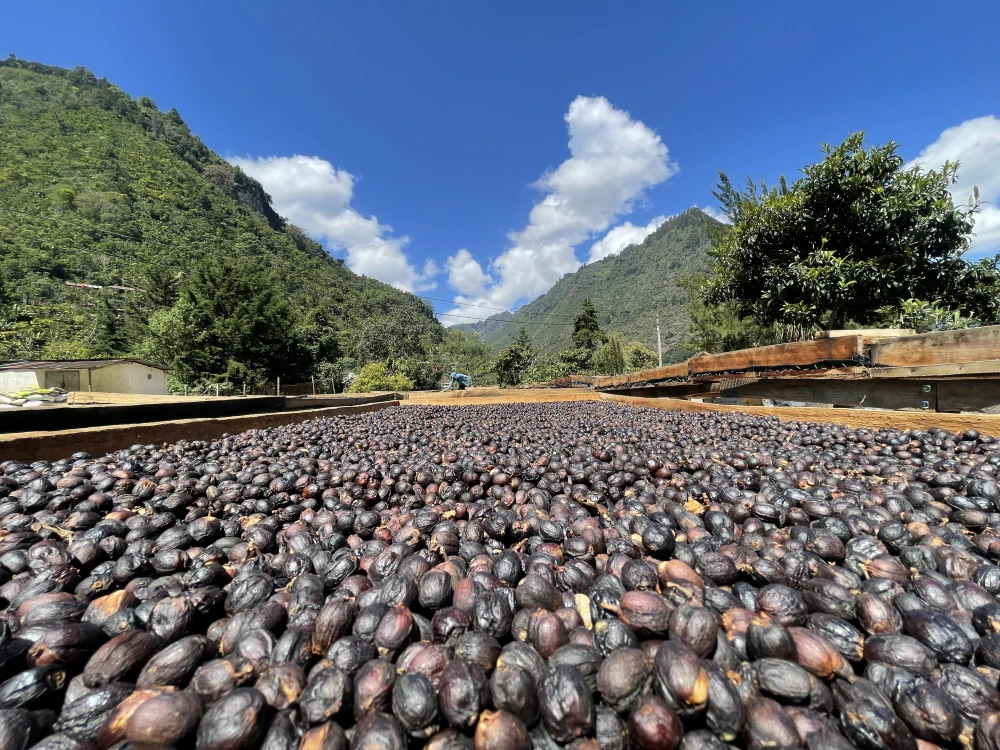 Guatemala La Bolsa 200g